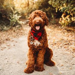 Finn - Australian Labradoodle