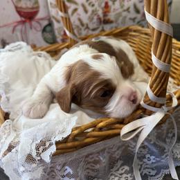 Honey - Blenheim female Cavalier King Charles Spaniel puppy in Melrose, Florida from Magnolia Hill Cavaliers and Doxies