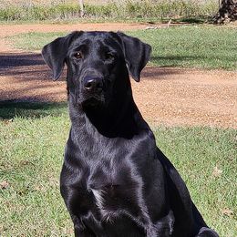 Labrador Retrievers from Cross Creek Kennels, Inc