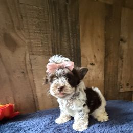 Candi - Parti female Yorkshire Terrier puppy in Howe, Oklahoma from Ray Holder