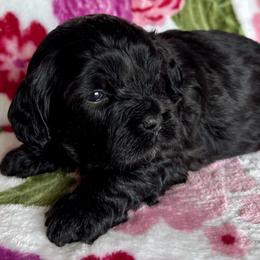 Boy 1 - Black and white male Cavapoo puppy in Southside, West Virginia from Double Diamond Cavapoos