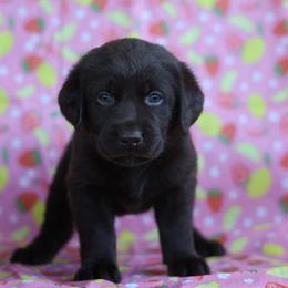 Dolly - Chocolate female Labrador Retriever puppy in Williamston, South Carolina from Dutton Dog Co & Dalla Grazia Doberman