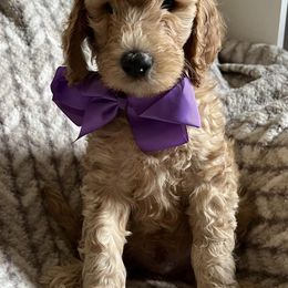 Goldendoodles from Haylee’s Pups & Paws