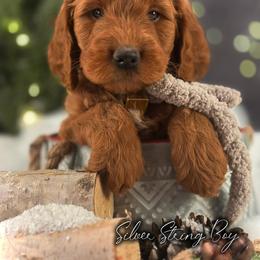Bernedoodle, Goldendoodle, Golden Retriever, and Poodle Puppies from Red String Farmstead