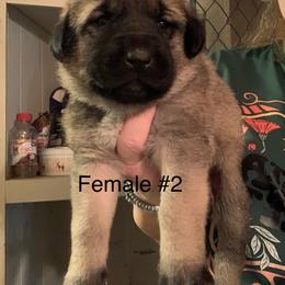 Female 2 - Fawn female Anatolian Shepherd Dog puppy in Daggett, Michigan from T&S Anatolians