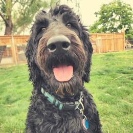 Elsa - Goldendoodle