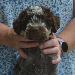 Girl 1 - female Lagotto Romagnolo puppy in Millbury, Massachusetts from RaceCity