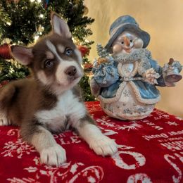 AKC Zeus - Red and white male Siberian Husky puppy in Cedarville, Ohio from Evereve Kennels