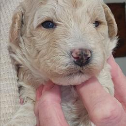 Maverick - Cream male Assorted Doodle Crosses puppy in Grayville, Illinois from Debs Doodles, Cavapoos, Cavadoodles