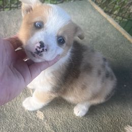 Boy 2 - Sable merle and white male American Corgi puppy in Sequatchie, Tennessee from Green Star Farm Corgis