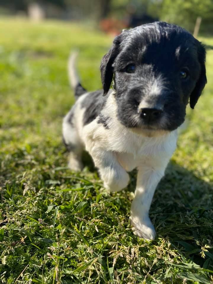 Painted Hollow Farms in North Carolina | Labradoodle and Poodle puppies ...