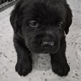 Sequoia red collar - Black female Labrador Retriever puppy in Greenwich, Ohio from Pure Gem Kennel