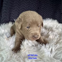 President (Prez) - Silver male Dilute Retriever puppy in Sullivan, Missouri from O’Dell Labs