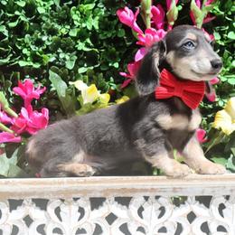 Remington Steele - Blue and tan male Dachshund puppy in Woodbine, Georgia from Walker's Minidachs