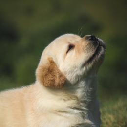 Labrador Retriever and Poodle Puppies from Prodigy Therapy Dogs