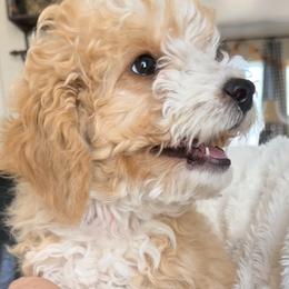 Gingeer - Yellow and white female Bernedoodle puppy in Grandview, Texas from Big Sky Bernedoodles