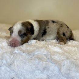 Pringles - Blue merle female Toy Australian Shepherd puppy in Riverton, Utah from Iron Spirit Homestead & Aussies