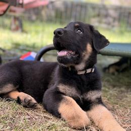 Brave Sylles vom Hause Elbrus - Black and tan male German Shepherd puppy in Spokane, Washington from Vom Haus Elbrus Kennel