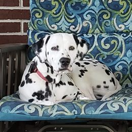 Nellie - Dalmatian