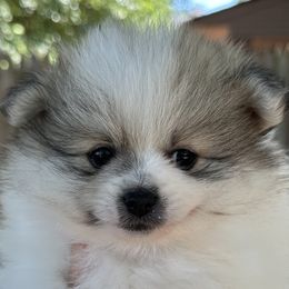 Lavender - Cream parti female Pomeranian puppy in Edmond, Oklahoma from Okie Poms