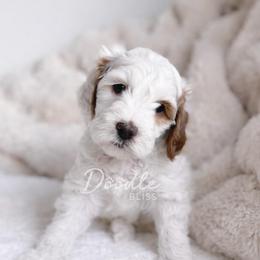Romeo - Parti male Goldendoodle puppy in Gilbert, Arizona from Doodle Bliss