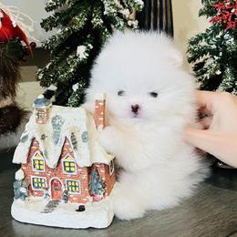 Leo - White male Pomeranian puppy in Hot Springs, Arkansas from Pomeranian Empire