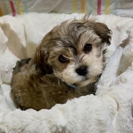 Charlie - Red sable male Havanese puppy in Dallas/Fort Worth, Texas from Sweet Feats Havanese
