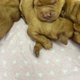 Girl 3 - Dark golden female Golden Retriever puppy in Denton, Maryland from Golden Horse Farm