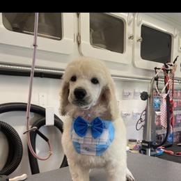 Poodle All Grown Up from Purley Poodles