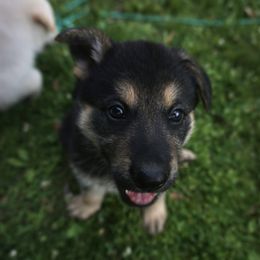 German Shepherd Puppies from Vom Raglinhaus German Shepherds