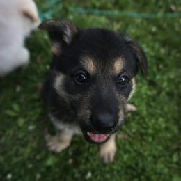 German Shepherd Puppies from Vom Raglinhaus German Shepherds