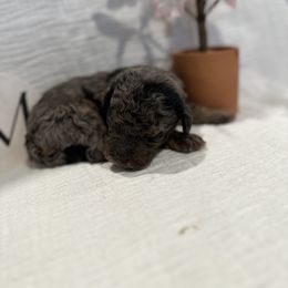 Poodle Puppies from Moore Poodles
