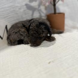 Poodle Puppies from Moore Poodles