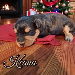 Keanu - Black and silver male Miniature Schnauzer puppy in Clemmons, North Carolina from Schnauzer Snobs