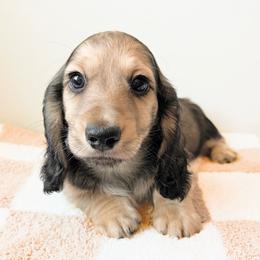Ranger 3750 - Cream male Dachshund puppy in Sylvania, Alabama from Yancey’s Doxies