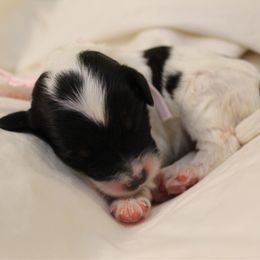 Athena - Black and white female Bernedoodle puppy in Eagle Mountain, Utah from Liberty Farms Puppies