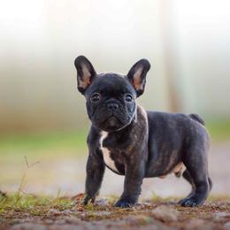 Boy 1 - Brindle and white male French Bulldog puppy in Baytown, Texas from Le Grande Bulldogs