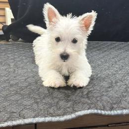 Wesley - White male West Highland White Terrier puppy in Bowling Green, Kentucky from Tiffany's Papillons