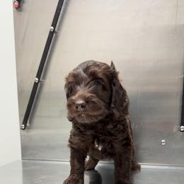 Puppy Purple - Chocolate female Australian Labradoodle puppy in Oxford, Mississippi from Stony Brook Australian Labradoodles