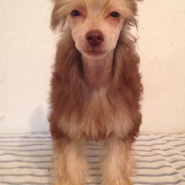 Chinese Crested Puppies from DeBahTrio Chinese Cresteds