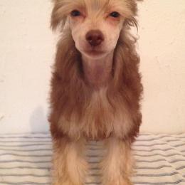Chinese Crested Puppies from DeBahTrio Chinese Cresteds