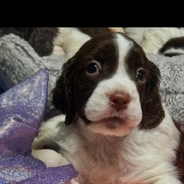 Puppy boy 4 - Liver and white male English Springer Spaniel puppy in Howell, Michigan from Foxboro Farm