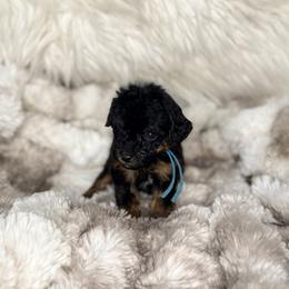 Mousse - Phantom male Poodle puppy in Allentown, Pennsylvania from Poodles Are Mixy