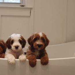 Goldendoodle Puppies from Peach and Honey Doodles