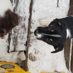 Nord Wachhund Puppies from Nordic Kennels