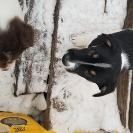 Nord Wachhund Puppies from Nordic Kennels