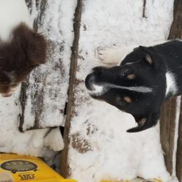 Nord Wachhund Puppies from Nordic Kennels
