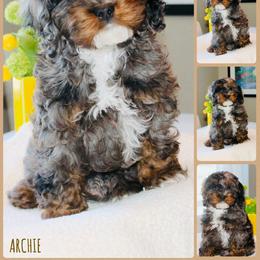 Cockapoo Puppies from Lulu's Cockapoos