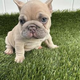 French Bulldog Puppies from Frenchie for you