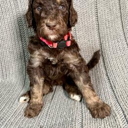 Havana - Brown female Poodle puppy in Carrollton, Georgia from Dande Poodles, LLC